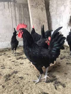 Australorp Male