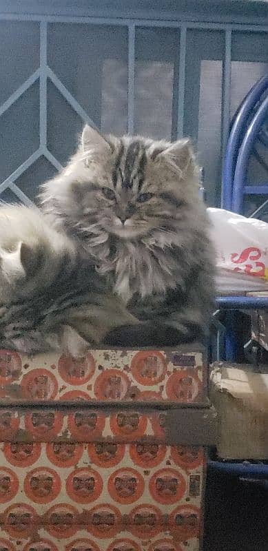 SIBERIAN PAIR CAT 3