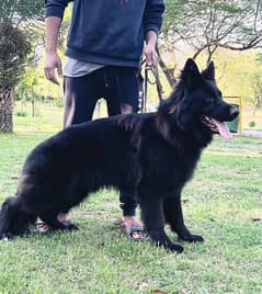 Black GSD Pink Pedigree Male