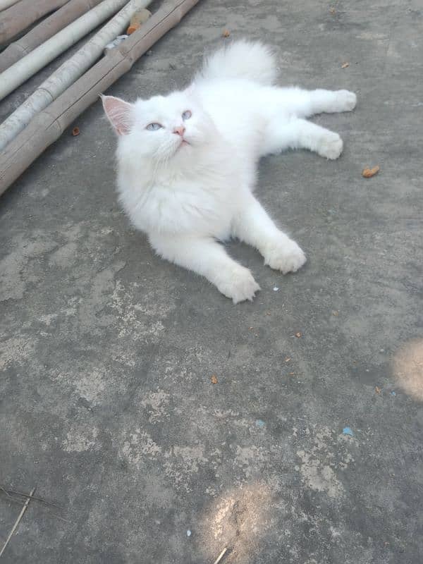 persian triple coated cat for sale. 0