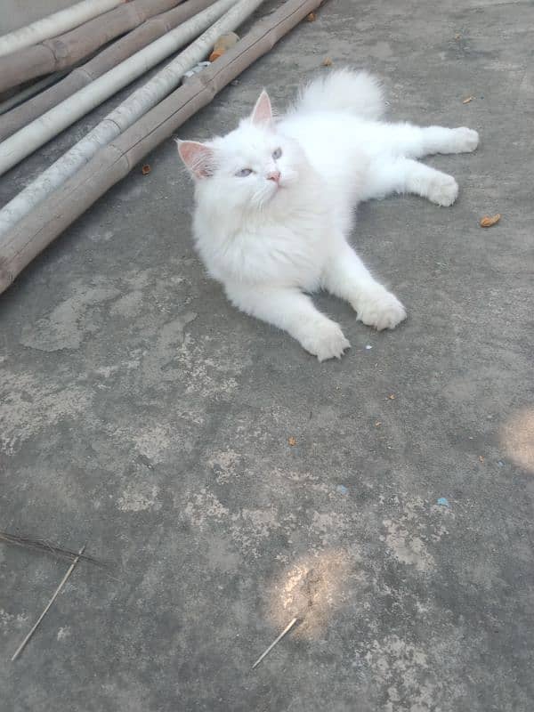 persian triple coated cat for sale. 1