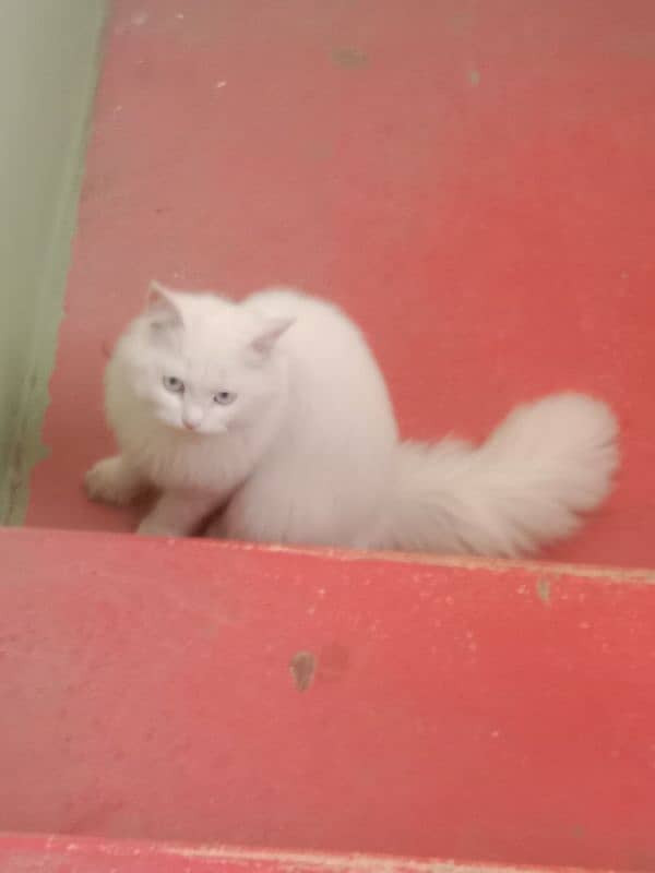 persian triple coated cat for sale. 4