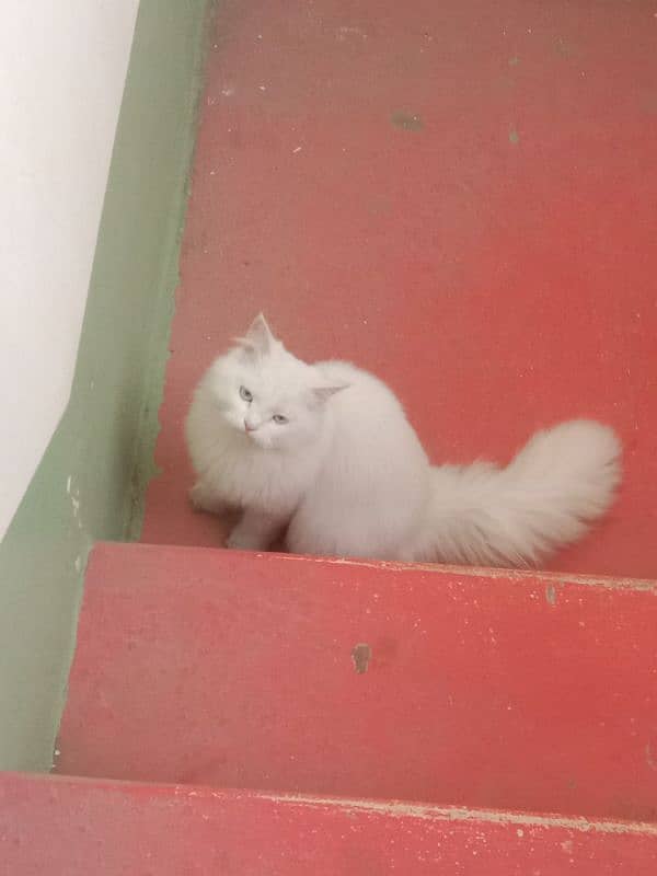 persian triple coated cat for sale. 5