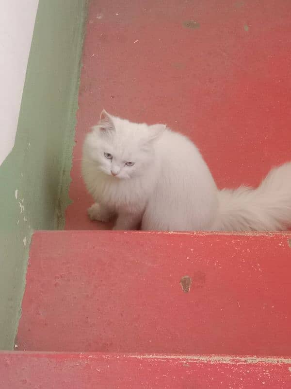 persian triple coated cat for sale. 6