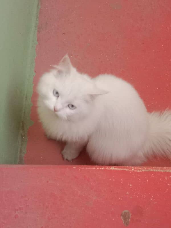 persian triple coated cat for sale. 7