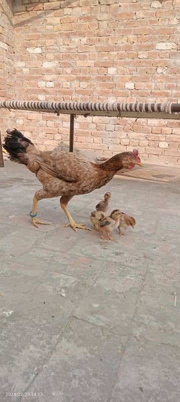 Pure Bengum Aseel female with chicks 0