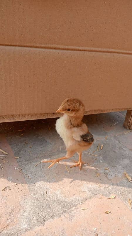 Pure Bengum Aseel female with chicks 2