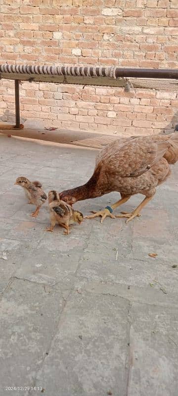 Pure Bengum Aseel female with chicks 5