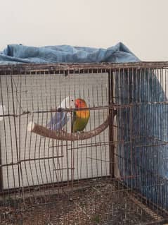 lovebird breeding pair