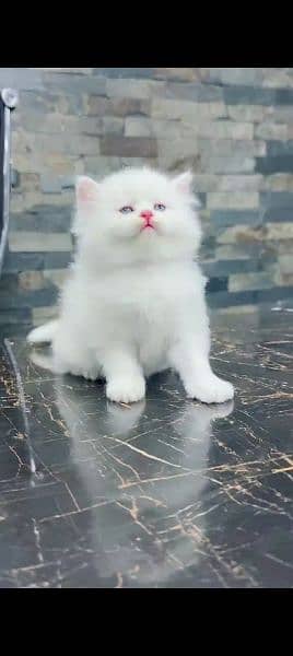 Persian cat for sale male or female 0325=24=52=785 my WhatsApp 1