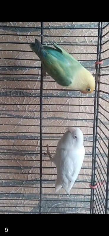 3 pair for sell  albino red eye mall parblue pastaleno female pair 3