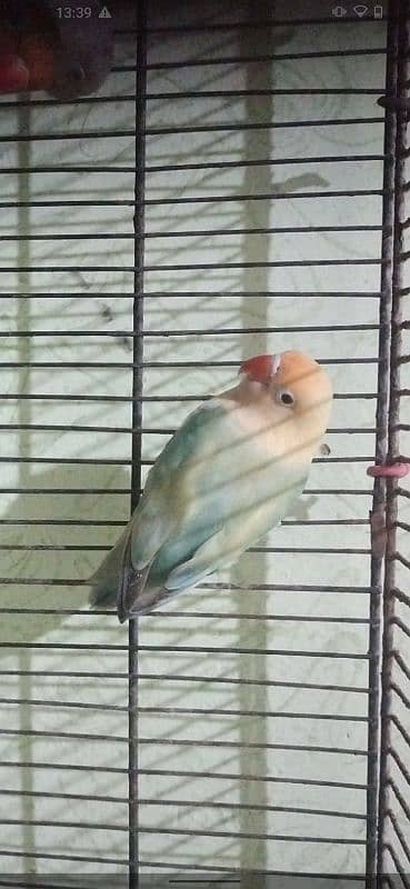 3 pair for sell  albino red eye mall parblue pastaleno female pair 5