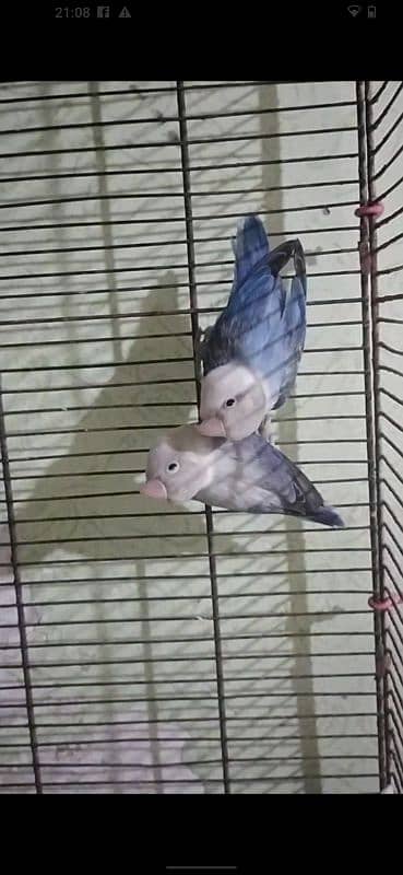 3 pair for sell  albino red eye mall parblue pastaleno female pair 6