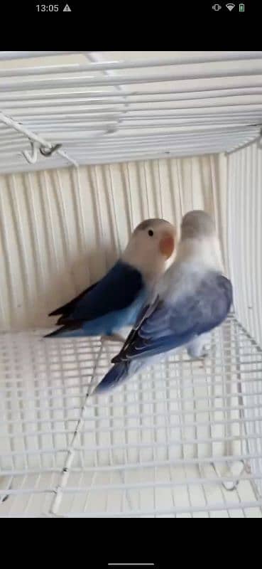 3 pair for sell  albino red eye mall parblue pastaleno female pair 8