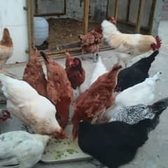 Golden Misri Hens (10) Hens