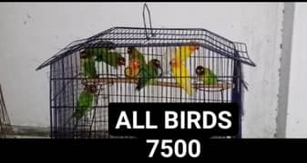 Love  birds 7500