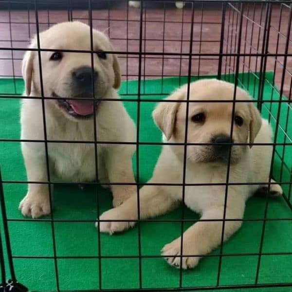 Labrador Import Quality puppies labs 1