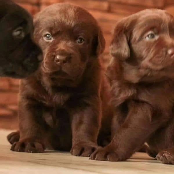 Labrador Import Quality puppies labs 2