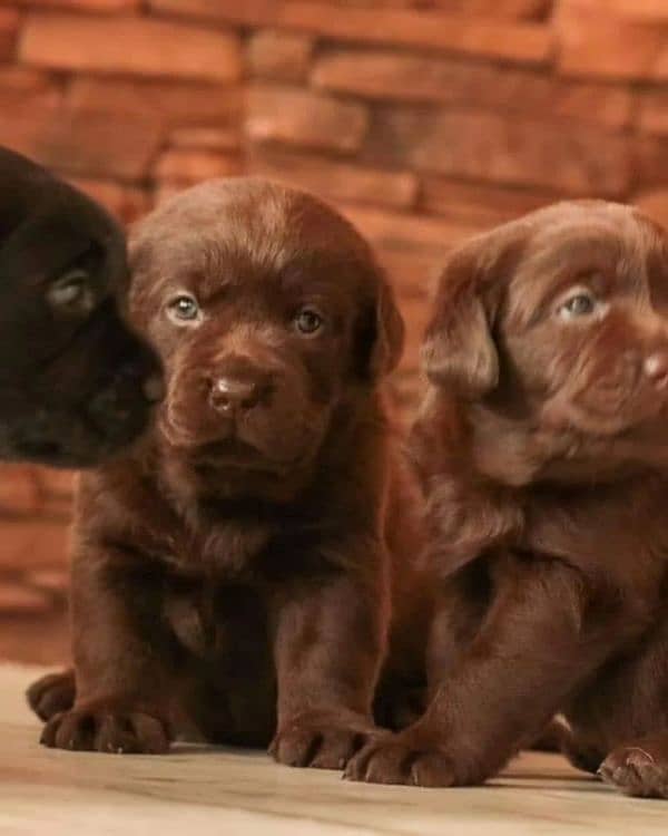 Labrador Import Quality puppies labs 4