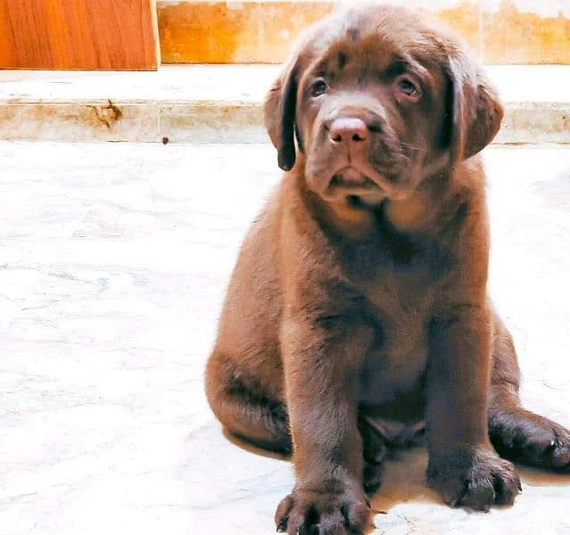 Labrador Import Quality puppies labs 5