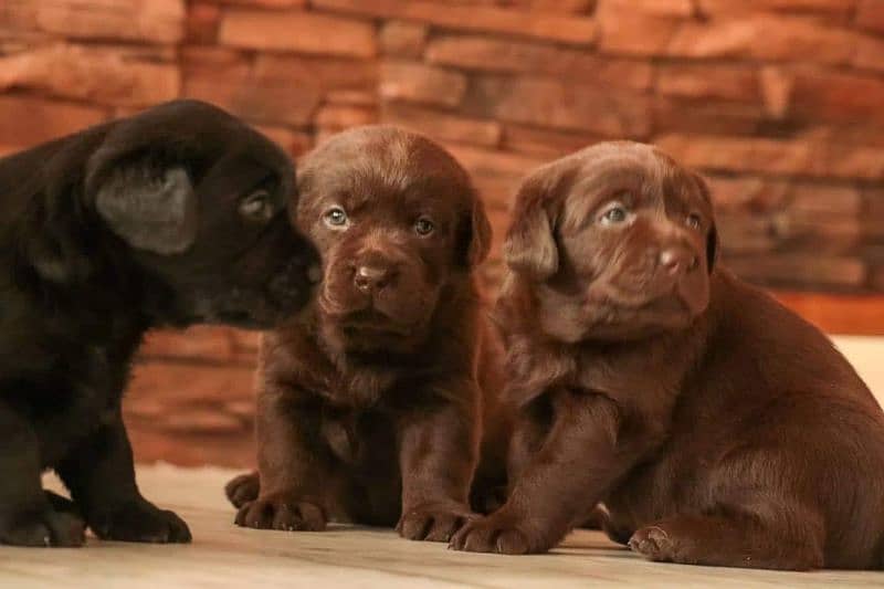 Labrador Import Quality puppies labs 6