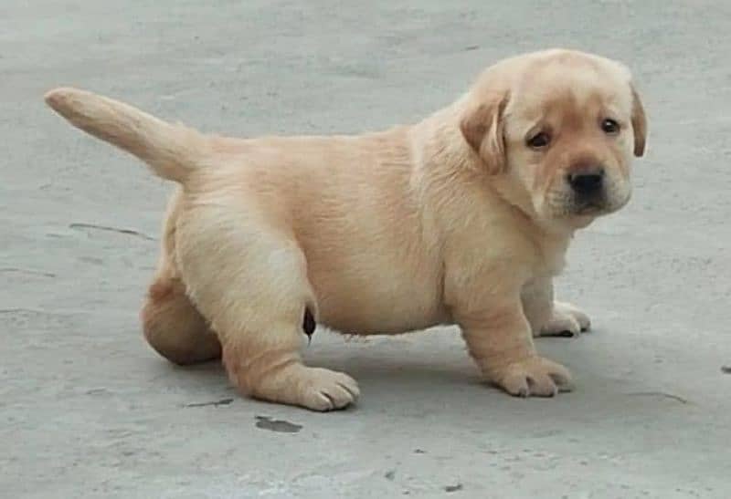 Labrador Import Quality puppies labs 9