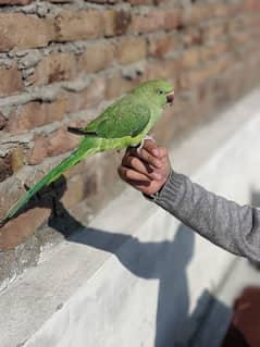 talking parrot for sale