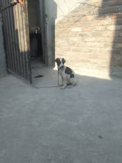 English pointer Male Dog