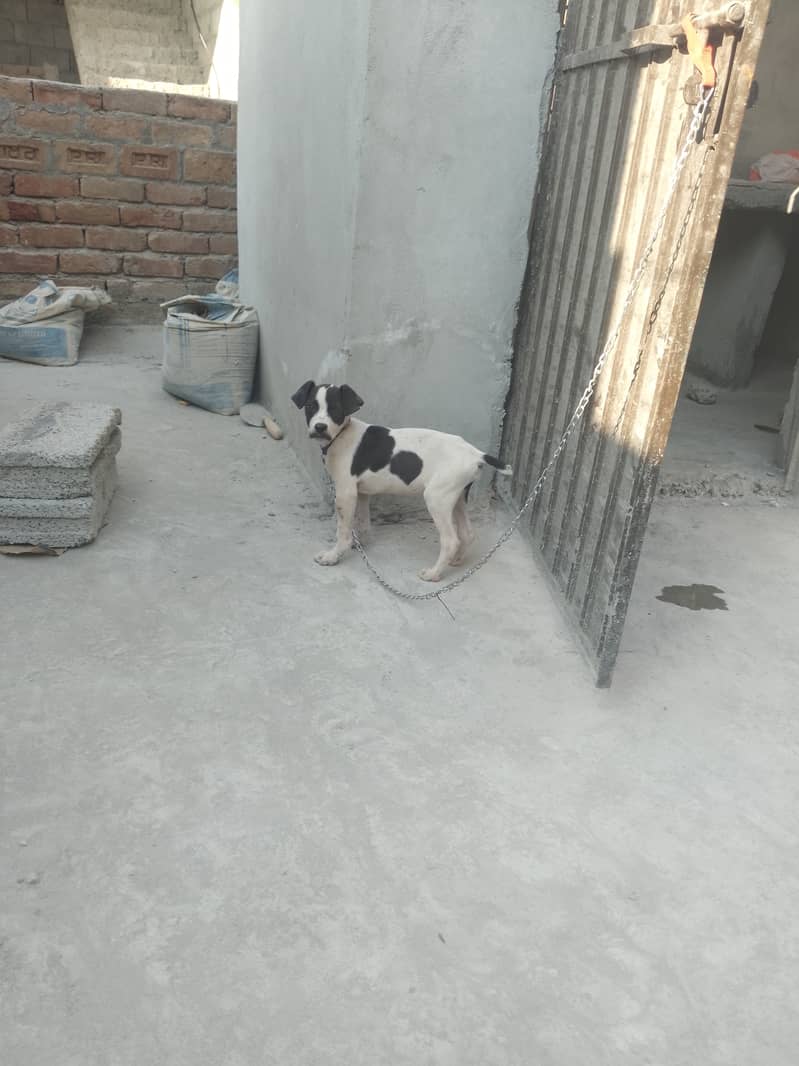 English pointer Male Dog 5