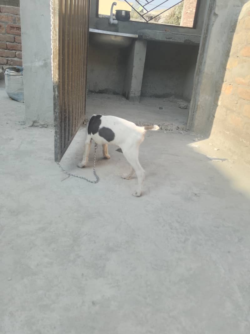 English pointer Male Dog 8