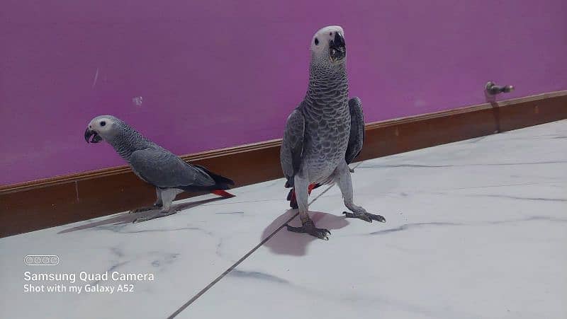 umbrella cockatoo 0