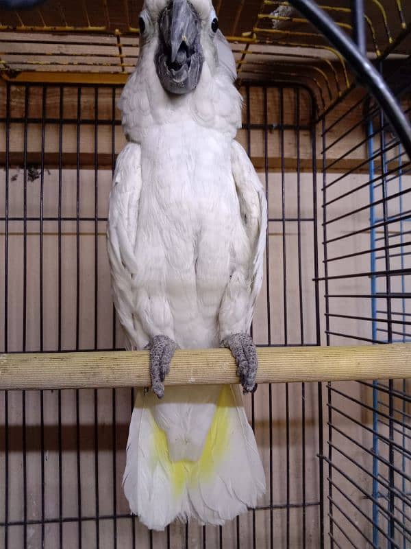 umbrella cockatoo 3