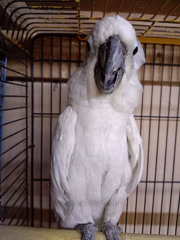 umbrella cockatoo 4