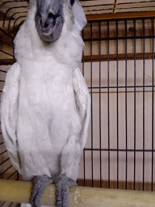 umbrella cockatoo 5