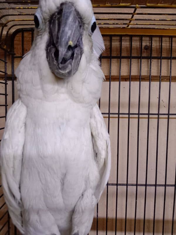 umbrella cockatoo 6