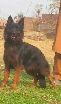 German Shepherd Long Coat Female For Sale