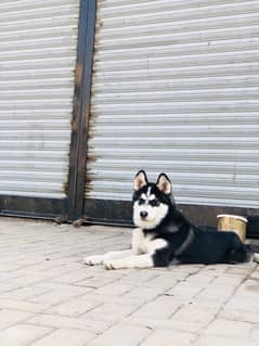 HUSKY DOG MALE 4 MONTH