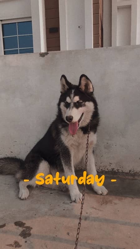 HUSKY DOG MALE 4 MONTH 1