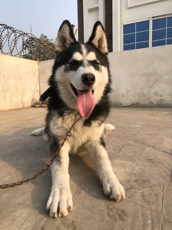 HUSKY DOG MALE 4 MONTH 2