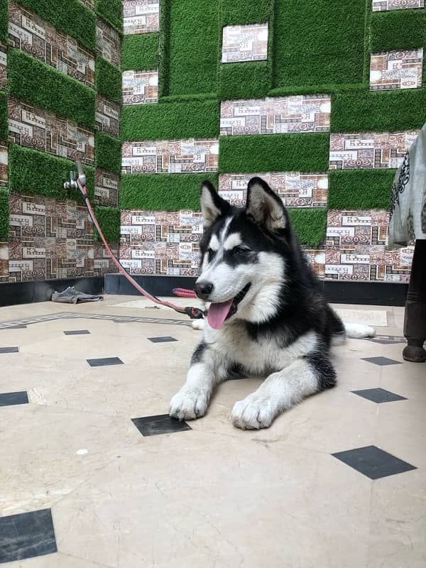 HUSKY DOG MALE 4 MONTH 3