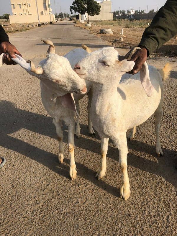 Gabbun Jori Bakri For Sale 0