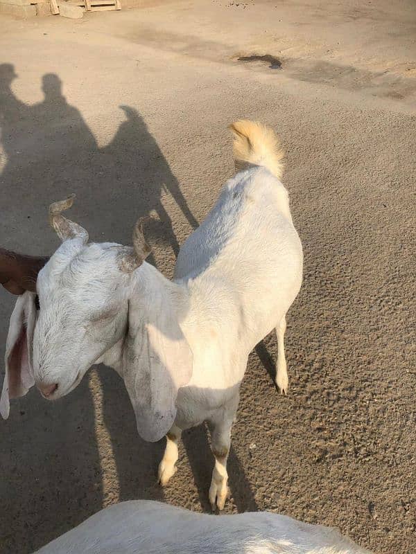 Gabbun Jori Bakri For Sale 5