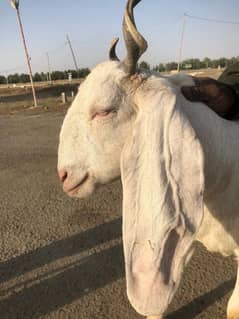 Gabbun Bakri For Sale