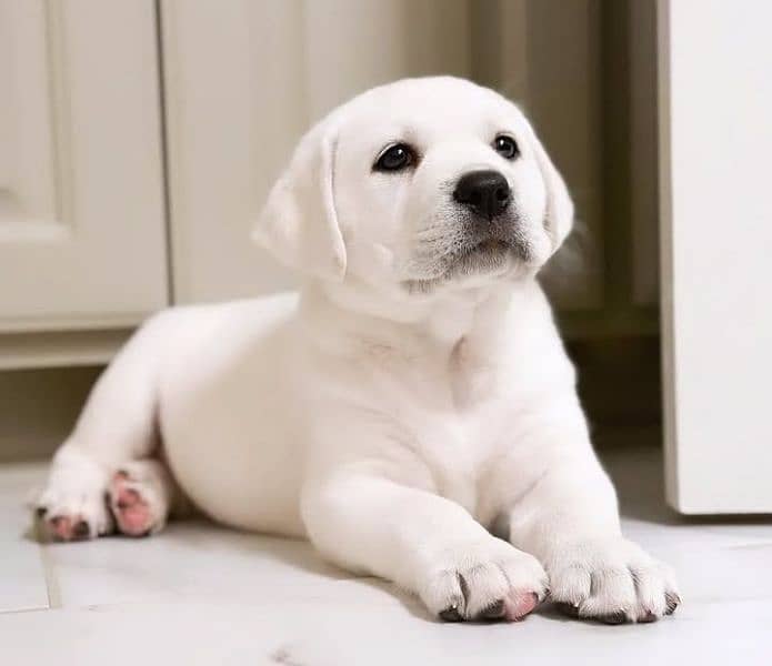 Labrador puppies available looking for a new home 0