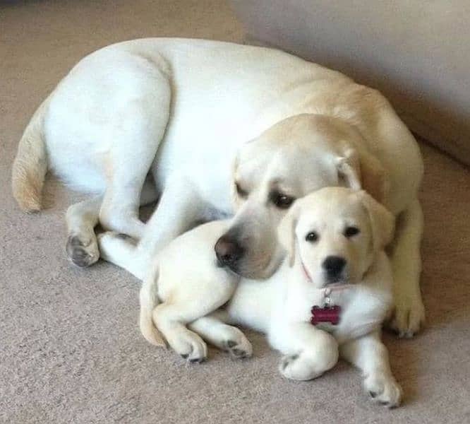 Labrador puppies available looking for a new home 1