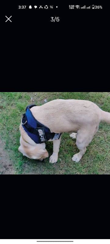 Labrador For Mating Available 1