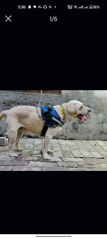 Labrador For Mating Available 2