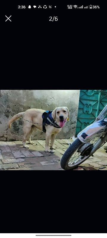 Labrador For Mating Available 3