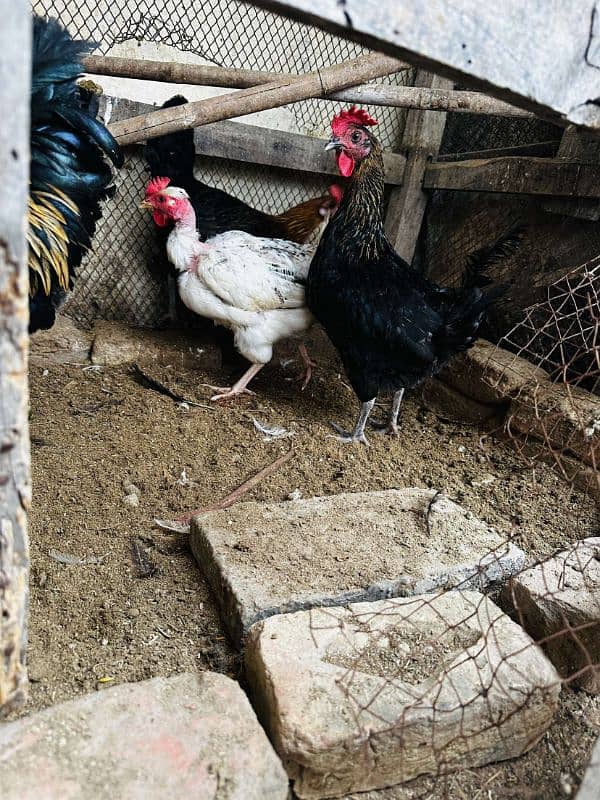 2 aseel pur mushki murgiya ot golden misri egg laying hen available ha 0