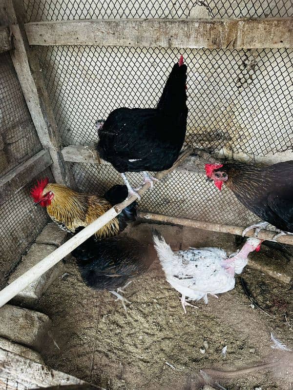 2 aseel pur mushki murgiya ot golden misri egg laying hen available ha 1